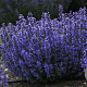 Nepeta 'Cat's Pajamas' GM P9