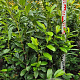 Prunus l. 'Novita' 120-140 cm met kluit extra