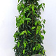 Prunus lusitanica 'Angustifolia' 80-100 cm met kluit extra