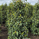 Prunus lusitanica 'Angustifolia' 140-160 cm met kluit extra