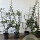 Crataegus monogyna 60-100 cm 2,5L