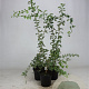 Crataegus monogyna 60-100 cm 2,5L