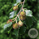 Fagus syl. 'Quercoides' 80-100 cm wortelgoed 1/2