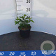 Forsythia intermedia 'Spectabilis' 100-125 cm 7,5L struik