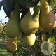 Pyrus communis 'Abate Fetel' 14-16 HA container