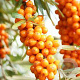 Hippophae rhamnoides 100-125 cm 7,5L struik
