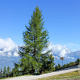 Larix decidua 60-80 cm wortelgoed 1/1