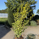 Ligustrum oval. 'Aureum' 40-60 cm 2,5L