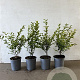 Ligustrum oval. 'Aureum' 40-60 cm 2,5L