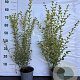 Ligustrum oval. 'Aureum' 40-60 cm 2,5L