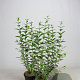 Ligustrum ovalifolium 60-80 cm 2,5L