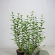 Ligustrum ovalifolium 60-80 cm 2,5L
