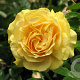 Rosa (F) Absolutely Fabulous 90 cm 7,5L