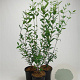 Ligustrum vulg. 'Atrovirens' 40-60 cm 2,5L