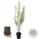 Ligustrum vulgare 80-100 cm 2,5L