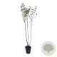 Ligustrum vulgare 80-100 cm 2,5L
