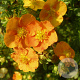 Potentilla fruticosa 'Tangerine' 30-50 cm wortelgoed 0/1/2 2-3 tak