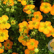 Potentilla fruticosa 20-30 cm wortelgoed 0/1/1 2-3 tak