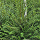 Taxus baccata 60-80 cm met kluit extra