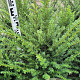 Taxus baccata 60-80 cm met kluit extra
