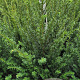 Taxus baccata 60-80 cm met kluit extra