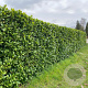 Prunus laurocerasus 'Rotundifolia' 80-100 cm wortelgoed 0/1/3 vertakt