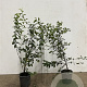 Prunus spinosa 60-80 cm 2,5L
