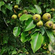 Pyrus pyraster 40-60 cm wortelgoed 1/1
