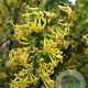 Ribes odoratum 60-100 cm wortelgoed 0/2 2-3 tak