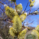 Salix daphnoides 100-125 cm wortelgoed 0/1 vertakt