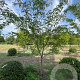 Gleditsia triacanthos inermis 300-350 cm draadkluit meerstammig