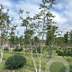 Juglans regia 450-500 cm draadkluit meerstammig