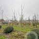 Juglans regia 450-500 cm draadkluit meerstammig