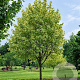 Acer plat. 'Palmatifidum' 25-30 HO volle grond 3 X verplant