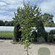 Carpinus betulus 125-150 cm 2,5L