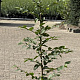 Carpinus betulus 125-150 cm 2,5L