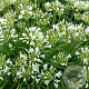Agapanthus praecox 'Winter Storm' 20-25 cm 2,0L