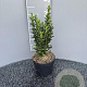 Euonymus jap. 'Green Spire' 25-30 cm 2,0L
