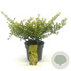 Ilex crenata 'Golden Gem' 20-25 cm 2,0L
