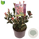 Photinia fraseri 'Little Red Robin' 25-30 cm 2,0L