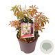 Pieris japonica 'Bonfire' 20-25 cm 2,0L