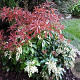 Pieris jap. 'Red Mill' 30-35 cm P22