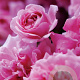Rosa 'Dorothy Perkings' A kwaliteit wortelgoed vanaf 2 tak