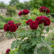 Rosa 'Grafin Diana' A kwaliteit wortelgoed vanaf 2 tak
