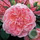 Rosa (H) Anne Boleyn GM rozenpot 4L