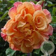 Rosa (F) Aloha Kordes GM rozenpot 4L