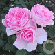 Rosa (H) The Ancient Mariner GM vierkant 6 L