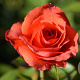 Rosa (T) Anna vanderlove GM rozenpot 4L
