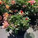 Rosa Aprikola GM rozenpot 3L