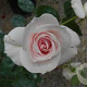 Rosa (H) Aspirin Rose 90 cm stam 7L